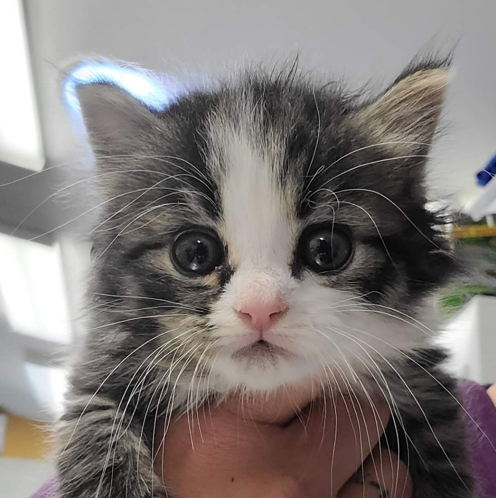 Meet your Posher, _RogueStorm_